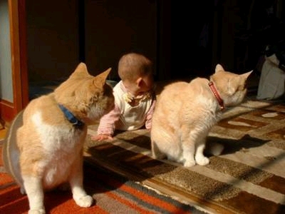 �����������̕@�S���ˑR�~�܂���