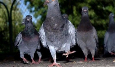 �g�т̓d�g���͂��Ȃ��H����� �������̏o�Ԃ�