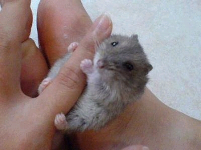 �w�ւ̃T�C�Y������C�Ȃ�����Ƃ����d��C��