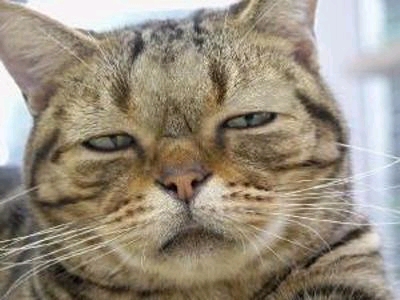 �����n���X�^�[���������̂ɁA���炪�Ȃ�