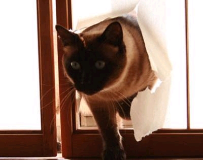 ��q�𒣂�ւ������ĕ������񂾂��ǖ{���H